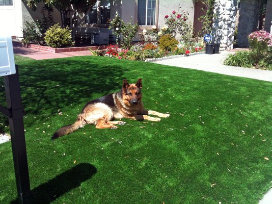 Piso Modular em Grama para Pets - m²